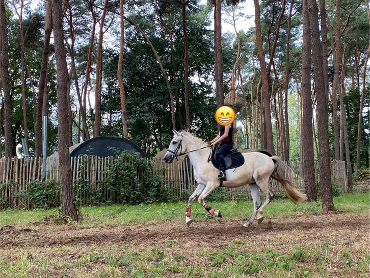 Leuke recreatie/sport e-pony, Dieren en Toebehoren, Paarden, Ruin