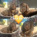 Zeer mooie dwergteckel pups lang en korthaar merle, Hépatite contagieuse (maladie de Rubarth), 8 à 15 semaines, Poils longs, Plusieurs