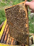 Honingbijen, bijenvolken te koop met Buckfast f1 van 2025, Dieren en Toebehoren, Bijen