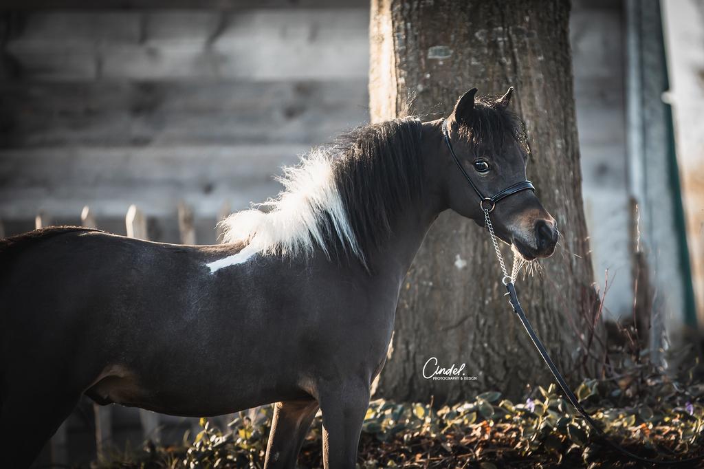 Amha - amhr - nmprs jaarling hengstje, Animaux & Accessoires, Poneys