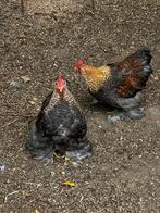 Cochin kriel haantjes, Dieren en Toebehoren, Pluimvee