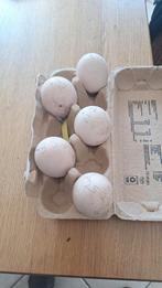 Broedeieren  6 zwartvleugel  violet pauwen, Enlèvement ou Envoi