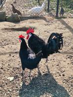 Broedeieren spaanse witwang, Dieren en Toebehoren