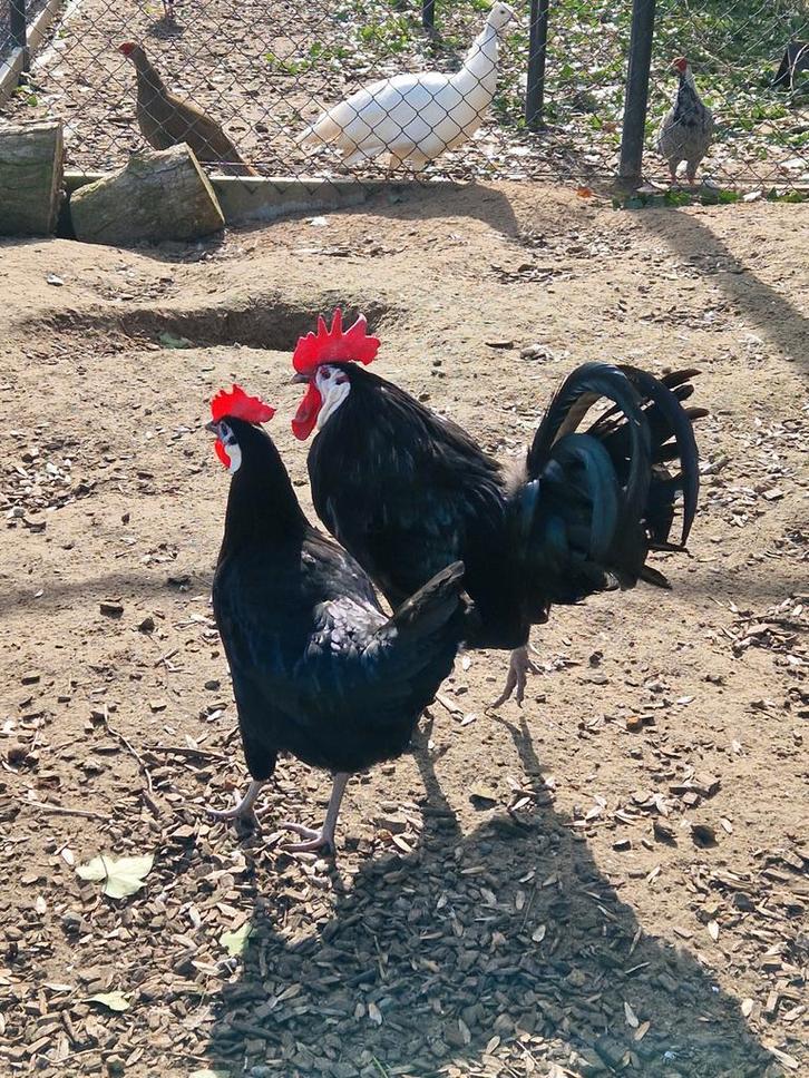 Broedeieren spaanse witwang, Dieren en Toebehoren, Pluimvee