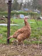 Kalkoenen, Dieren en Toebehoren, Vogels | Overige Vogels, Vrouwelijk