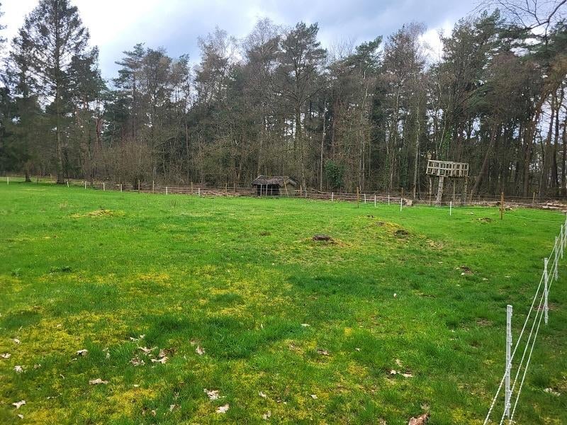 Weide te koop te Achel, Pâturage, 2 ou 3 chevaux ou poneys