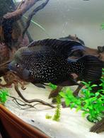 Paratilapia polleni garçon