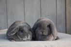 Nhd dwergkonijnen  zeer sociaal, Dieren en Toebehoren, Meerdere dieren, Klein, Hangoor, 0 tot 2 jaar