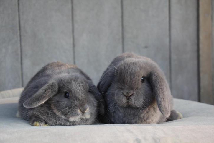 Nhd dwergkonijnen  zeer sociaal, Dieren en Toebehoren, Konijnen, Klein, Meerdere dieren, 0 tot 2 jaar, Hangoor