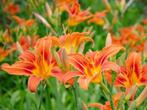 Eendaglelie  Hemerocallis Oranje, Tuin en Terras, Ophalen of Verzenden