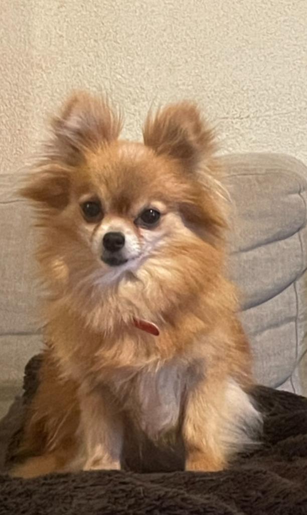 Kleine Fleur zoekt een nieuwe thuis., Dieren en Toebehoren, Honden | Chihuahua's en Gezelschapshonden, Teef, Chihuahua, Particulier