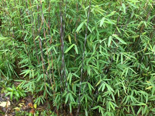 Bamboe Fargesia Black Pearl, Tuin en Terras, Planten | Struiken en Hagen, Haag, Bamboe, 250 cm of meer, Ophalen
