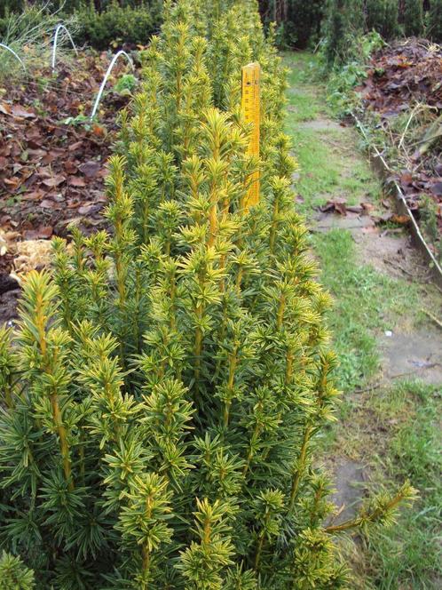 Taxus fastigiata (Zuiltaxus ) Groenblijvende haag., Jardin & Terrasse, Plantes | Arbres, Enlèvement