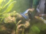 Bébés guppy gratuits ou échange si possible, Animaux & Accessoires