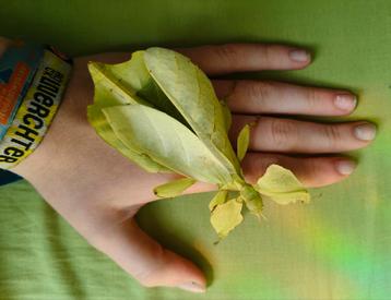 Wandelend blad - Cryptophyllium limogesi beschikbaar voor biedingen
