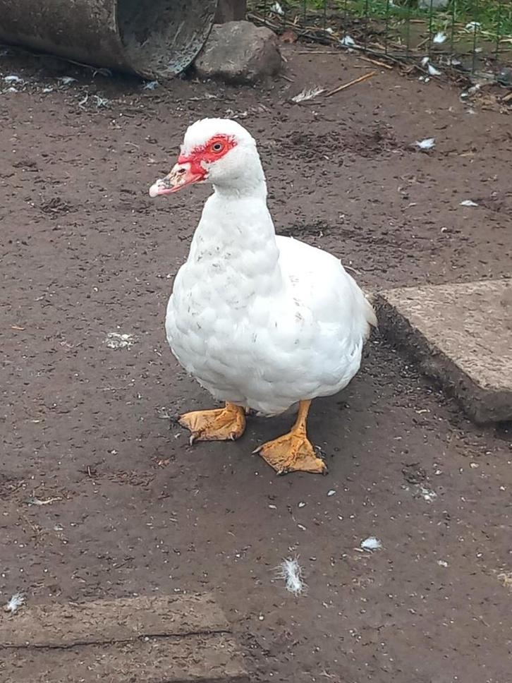 koppel onverwante barberies, Dieren en Toebehoren, Pluimvee, Eend, Meerdere dieren