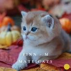 British Shorthair Golden Chinchilla + Blue Point, Meerdere dieren, Met stamboom, 0 tot 2 jaar