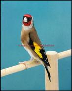 F chardonneret parva femelles 90€ 2024 Liège, Animaux & Accessoires