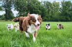 Australische herder pups aussi australien Shepherd puppy, Dieren en Toebehoren, België, CDV (hondenziekte), 8 tot 15 weken, Meerdere