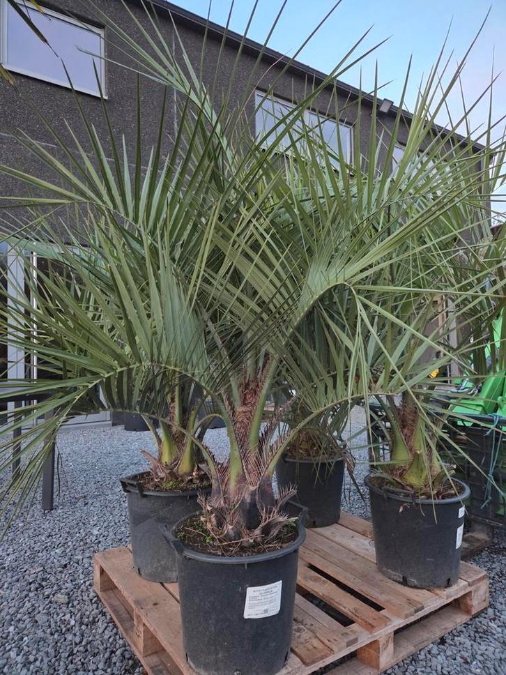 Palmboom Butia Capitata - Geleipalm- op voorraad, Jardin & Terrasse, Bulbes & Semences, Enlèvement