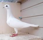 Witte kleurpostduif duivin, Animaux & Accessoires, Oiseaux | Pigeons, Pigeon voyageur, Femelle