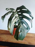 Monstera Deliciosa albo variegata, Autres espèces, En pot, Moins de 100 cm, Enlèvement