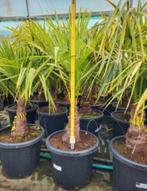 Trachycarpus fortunei, winterhard tot -18, Tuin en Terras, Planten | Tuinplanten, Ophalen of Verzenden