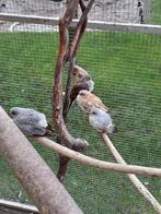 Diamantduifjes 12 stuks, Vrouwelijk