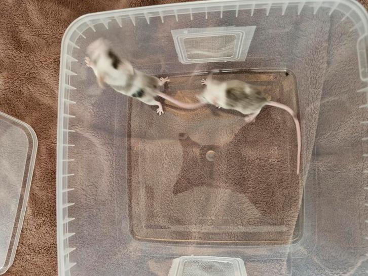 3 kleur muisjes, Dieren en Toebehoren, Knaagdieren, Mannelijk, Muis, September, Tam