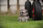 Pomeranian, mini dwergkees, Belgisch fokker, België, Fokker | Hobbymatig, CDV (hondenziekte), 8 tot 15 weken
