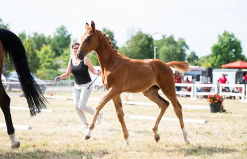 Dressuurgefokt hengstveulen, Dieren en Toebehoren, Paarden, Hengst, Niet van toepassing, 170 tot 175 cm, 0 tot 2 jaar, Dressuurpaard
