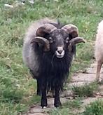 ouessant ram zwartschimmel, Mâle, Mouton, 3 à 5 ans