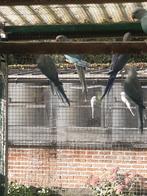 Halsband parkieten, Dieren en Toebehoren