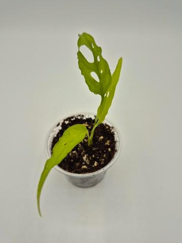 Monstera obliqua peru  beschikbaar voor biedingen