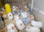Prachtige Jonge Cochinkrielen 2025 , Handtamme Kipjes