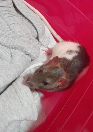 Gratis rat mannetje  beschikbaar voor biedingen