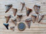Lot de dents de requin Rumst, Enlèvement ou Envoi, Fossile