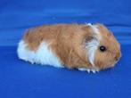 Lieve Ch Teddy cavia Beertje te koop, Dieren en Toebehoren, Mannelijk, Cavia, Tam