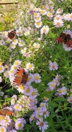 Herfstaster in potjes of losse stengels, vlinderplant, Volle zon, Vaste plant, Zomer, Ophalen