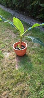 De mooiste banaan de lotus met kleintje erbij spotprijs, Tuin en Terras, Planten | Tuinplanten, Ophalen
