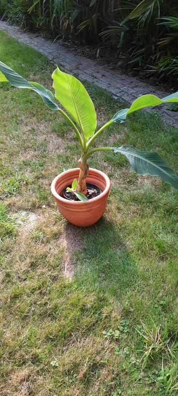 De mooiste banaan de lotus met kleintje erbij spotprijs beschikbaar voor biedingen
