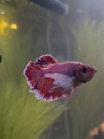 Mooie dumbo beta vis mannetje, Animaux & Accessoires, Poissons | Poissons d'aquarium, Poisson, Poisson d'eau douce