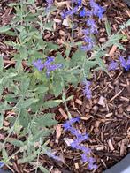 5 stuks Russische Lavendel 'Blue Spire', Ophalen