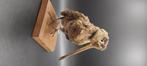 Taxidermie van oude vogels, Antiek en Kunst, Ophalen of Verzenden