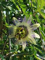 Blauwe passiebloem - Passiflora caerulea - 10 zaden, Tuin en Terras, Verzenden, Voorjaar, Volle zon, Zaad