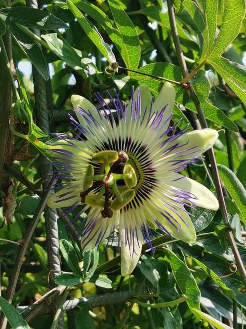 Blauwe passiebloem - Passiflora caerulea - 10 zaden, Tuin en Terras, Bloembollen en Zaden, Zaad, Voorjaar, Volle zon, Verzenden