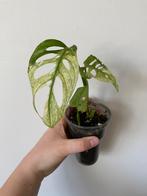 Monstera adansonii variegata 6, Huis en Inrichting, Kamerplanten, Ophalen