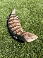Blauwtongskink 2020