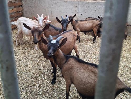 Bokken, Dieren en Toebehoren, Schapen, Geiten en Varkens, Geit, Mannelijk, 0 tot 2 jaar