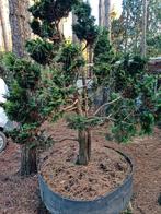 conifeer bonsai, Tuin en Terras, Ophalen of Verzenden